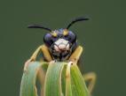 A single wasp perched on a leaf